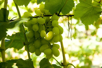 Close-up of grapes growing on tree