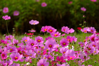 Close-up of pink flowering plants on field