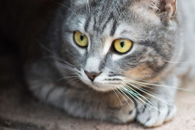 Close-up of cat