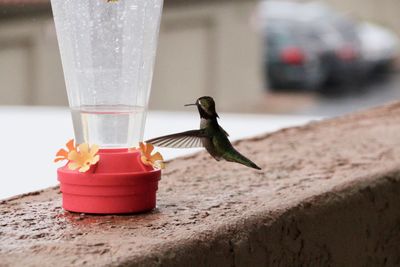Close-up of bird on a feeder