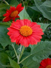 Close-up of red flower