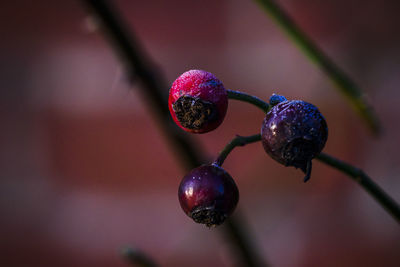 Close-up of berries growing on tree