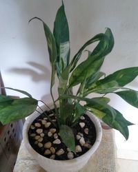 High angle view of potted plants on table