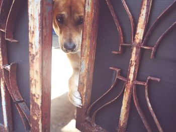 Portrait of dog by metal fence