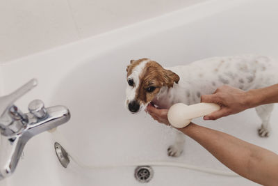 Cropped hands of woman bathing dog in bathtub at bathroom