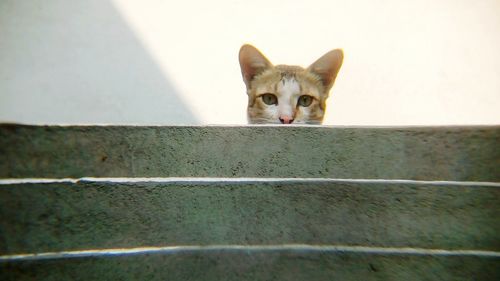 Portrait of cat on staircase 