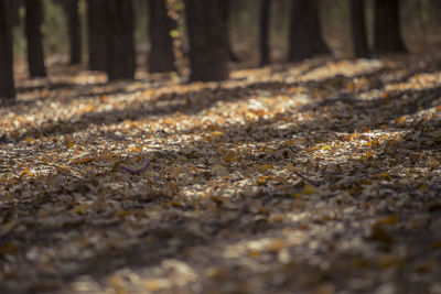 Surface level of fallen tree on field during autumn