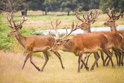 Side view of deers in a forest