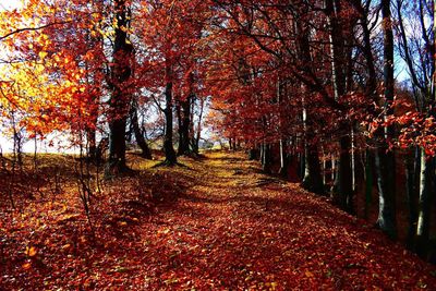 Trees in forest during autumn