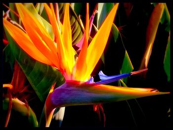 Close-up of flower blooming outdoors