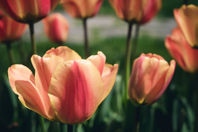 Close-up of pink tulips