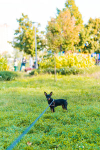 View of a dog on field