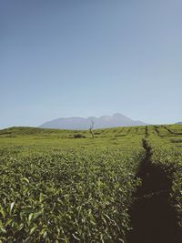 Scenic view of agricultural field against clear sky