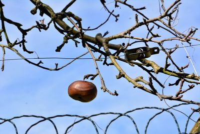 Low angle view of fruits on tree against sky