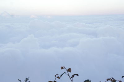 Low angle view of a bird