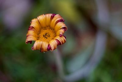 Close-up of yellow flower