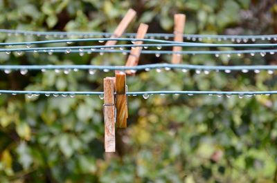 Close-up of water drops on clothesline