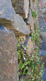 Plants growing on rocks