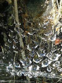 Close-up of jellyfish swimming in water