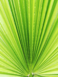 Full frame shot of palm leaf