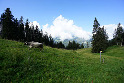 Sheep in a field