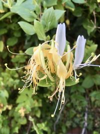 Close-up of white flowering plant