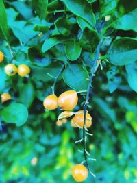 Close-up of fruits growing on plant