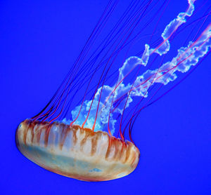 Close-up of jellyfish in sea