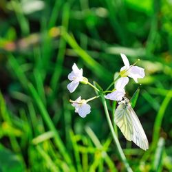 Close-up of flowers