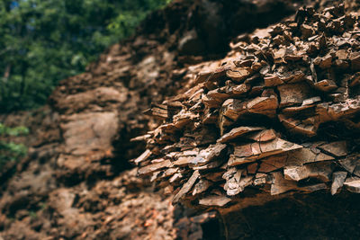 Close-up of dried leaves on wood in forest