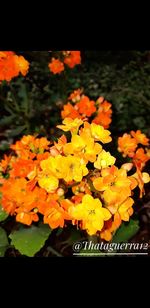 Close-up of orange flowering plant