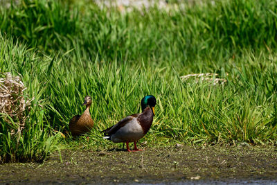 Duck on field by lake