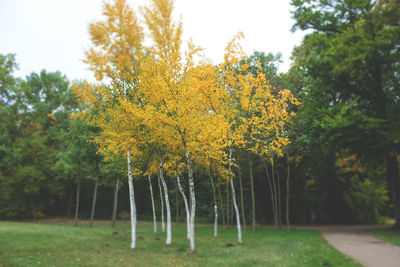 Close-up of yellow autumn trees against sky