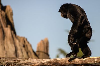 Low angle view of bird perching on tree