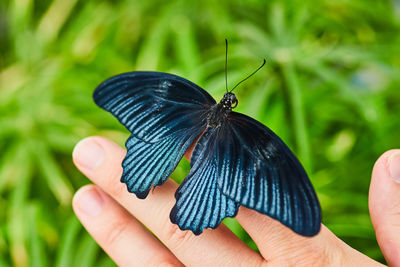 Cropped hand holding butterfly