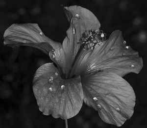 Close-up of raindrops on wet leaf