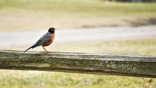 Close-up of bird perching on plant