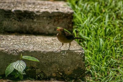 Bird on steps