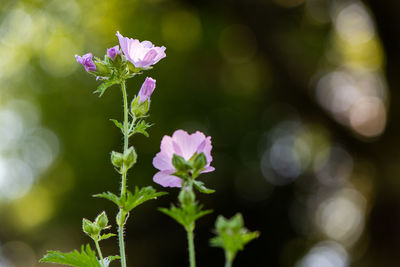 Close-up of purple flowering plant