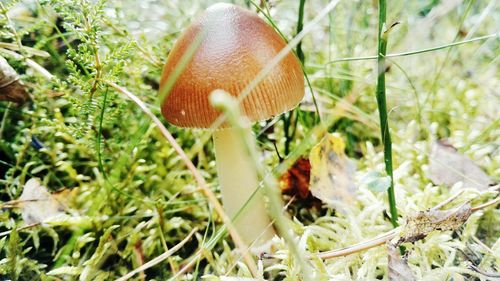 Close-up of mushroom on grass