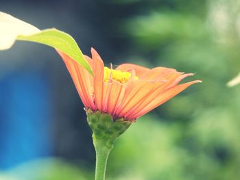 Close-up of orange flower