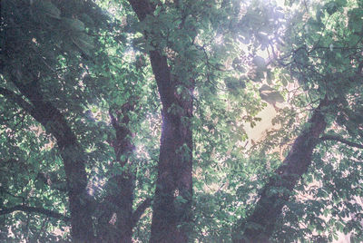 Low angle view of trees in forest