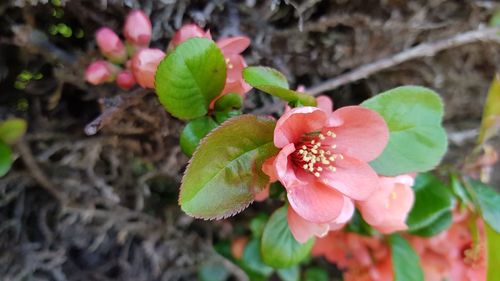 Close-up of pink flowering plant