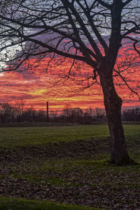 Bare trees on field against sky during sunset