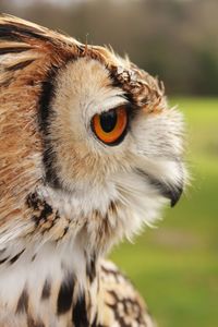 Close-up of owl