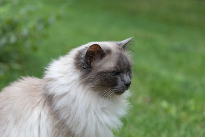 Birman cat