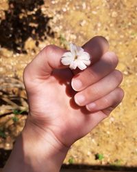 Close-up of hand holding rose flower