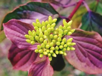 Close-up of flower buds