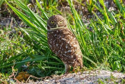 Close-up of bird