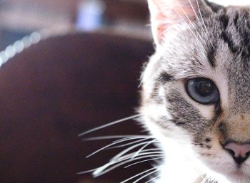 Close-up portrait of cat